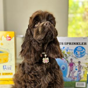 沈阳汪达宠物头像