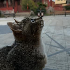 喵小道：奶茶头像