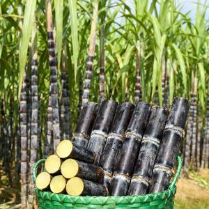 大丰种植术头像