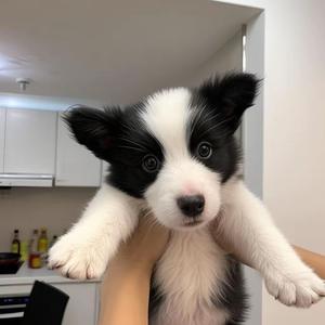 小狗的brunch头像