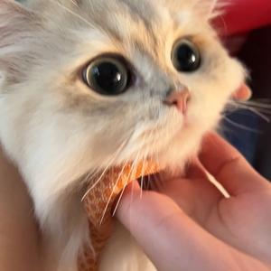 我系爆米花a🍿头像