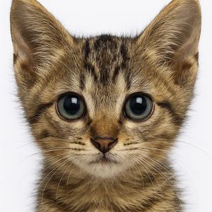 小周三(｡ì _ í｡)头像