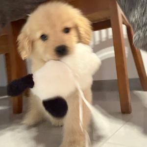 金毛牛岁岁头像