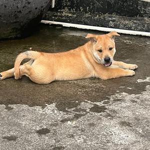 广西顺仔（养殖俱乐部）头像