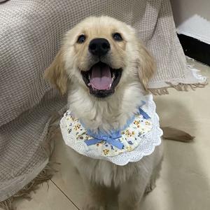 蛋黄不是贪吃嘴头像