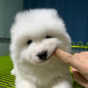 🐶大灰开饭啦～～头像