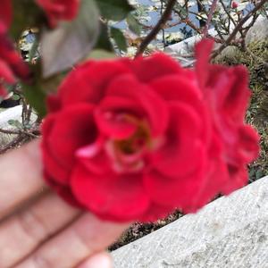 蓝色的天空之城头像