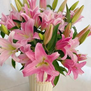 昆明云逸鲜花头像