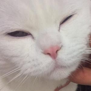 大白真的很白头像