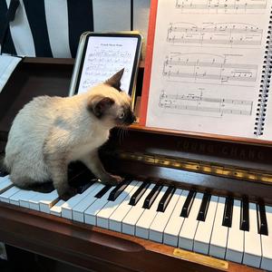 小金老师🎹头像