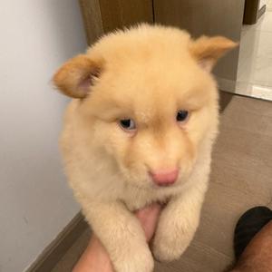 猪咪不听话头像