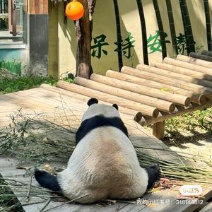 自律的“王”头像