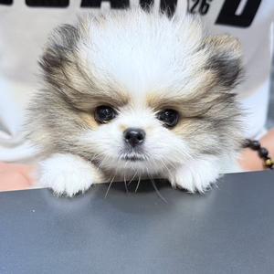 是豆包🐶不是豆包头像