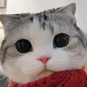 弓长羊习习习习头像