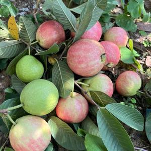 陈大叔的胭脂红番石榴基地头像