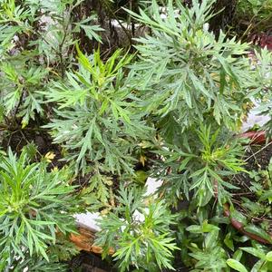 阿姨不留姨汗头像