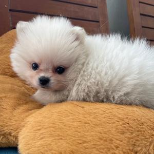 农村小狗的摆烂生活头像