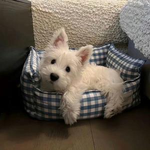 野生苏老师头像