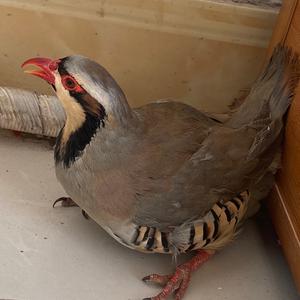 鹧鸪石鸡养殖头像