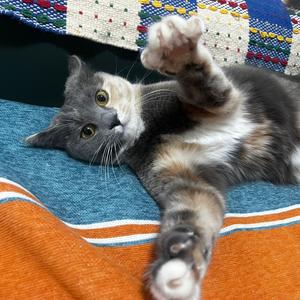 六六是皮蛋头像