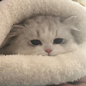 呆呆的悠米头像