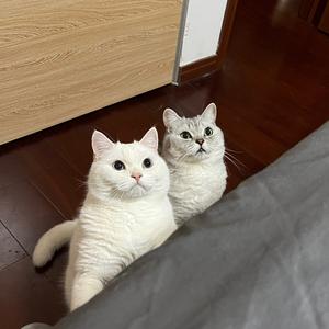 妖妖和雪碧头像