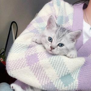 好事花生喵头像