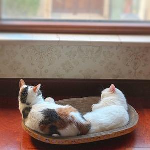 宠猫人家-1头像