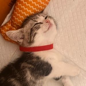 哈基咪🐷妞头像