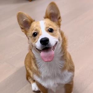 可乐成长记头像