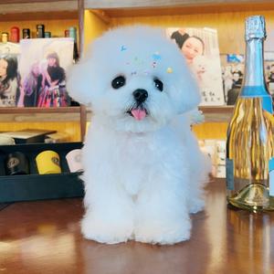 哇系比熊🐻酱💖头像