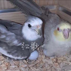 红歌-流星孵化器代理头像