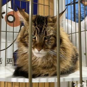 小猫没有眼泪头像