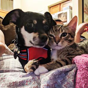 布丁是只猫头像