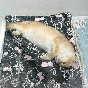 胃口很小的小男孩头像