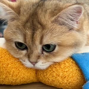 思考猫生的兜兜DouDou头像