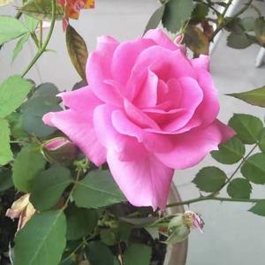 火诚信为本火头像