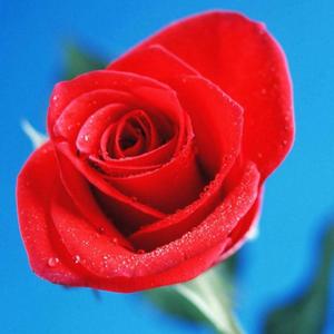 马到成功ZbS头像