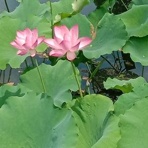 真心让你幸福头像