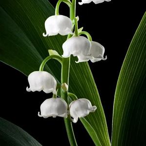 远高存当志头像