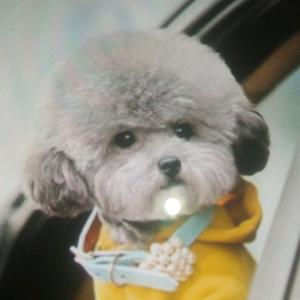 英英✨🌙拒私聊头像