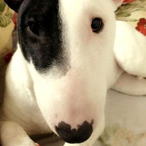 奔跑的鱿鱼头像