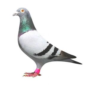 广东福星灰鸽子头像