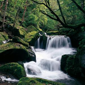 六盘山国家森林公园景区头像