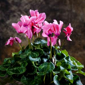 农家土蜂蜜头像