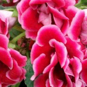 🍎🌟赵研🌺头像