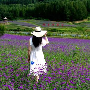 菲比寻常🌹头像