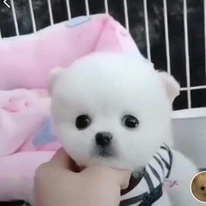 吃瓜子不吐西瓜皮头像