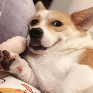 哼哼是只懒狗头像