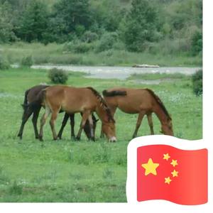 清风  晨曦头像